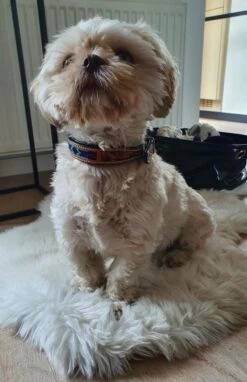 Halsband Hond Van Leer - Maat XS - 23 Cm T/m 33 Cm Verstelbaar - Bruin Met Patroon -Huisdierbenodigdheden 775x1200 15