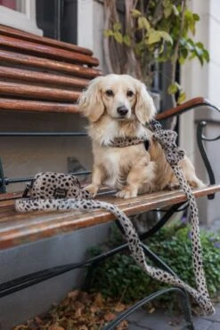 Studio Proud - Hondenpoepzakjes - Cheetah Dispenser Voor Hondenpoepzakjes -Huisdierbenodigdheden 798x1200 8