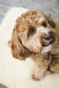 HuggleHounds - Wasbare Fleece Hondenmat Van Lamswol Voor Benches Of Als Los Kussen - In Naturel Of Grijs - S/M/L/XL/XXL - Grijs - S 25 HuggleHounds - Wasbare Fleece Hondenmat Van Lamswol Voor Benches Of Als Los Kussen - In Naturel Of Grijs - S/M/L/XL/XXL - Grijs - S -Huisdierbenodigdheden 799x1200 6