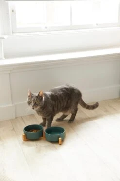 Voerbak Hond - Voerbak Kat - Drinkbak - Met Bamboe Standaard - 2x 400 Ml - Maat S - Groen Mat -Huisdierbenodigdheden 800x1200 15