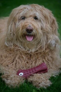 Tandenborstel Hond Melk Geur Smaak En Piep Honden Speelgoed Dog Toy - Krokodil Groen - Dutchwide -Huisdierbenodigdheden 800x1200 31