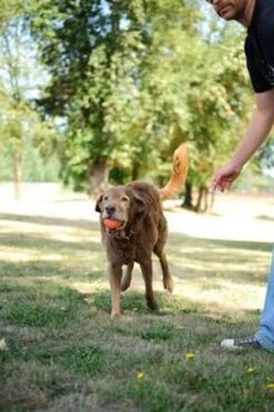 Chuckit! Ultra Bal - L - 7 Cm 25 Chuckit! Ultra Bal - L - 7 Cm -Huisdierbenodigdheden 800x1200 36