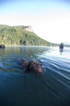 Chuckit! Ultra Ball XL – Honden Speelgoed – Ø 9 Cm – Oranje/Blauw – Apporteerspeelgoed – 1-Pack -Huisdierbenodigdheden 800x1200 40