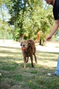 Chuckit! Ultra Ball XL – Honden Speelgoed – Ø 9 Cm – Oranje/Blauw – Apporteerspeelgoed – 1-Pack -Huisdierbenodigdheden 800x1200 41