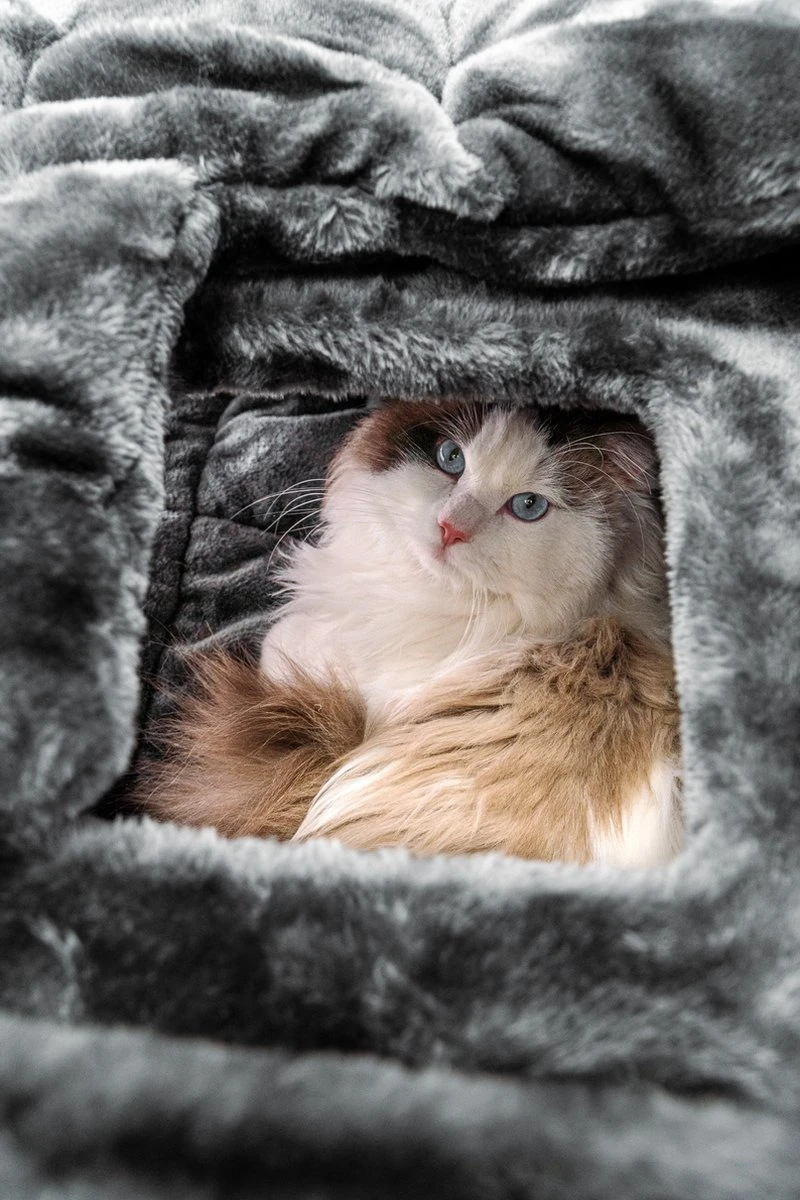 Petrebels Vault 117 Krabton XL - Pepper - 76 X 56 X 117 Cm 3 Petrebels Vault 117 Krabton XL - Pepper - 76 X 56 X 117 Cm - Afbeelding 3