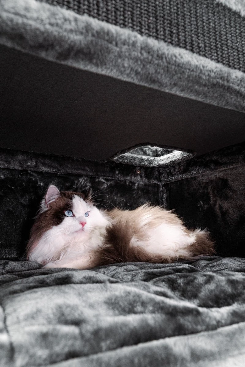 Petrebels Vault 117 Krabton XL - Pepper - 76 X 56 X 117 Cm 11 Petrebels Vault 117 Krabton XL - Pepper - 76 X 56 X 117 Cm - Afbeelding 11