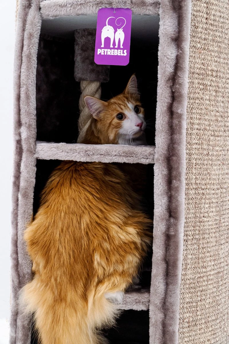 Petrebels Superdome 120 Krabton Voor Katten - Cappuccino - 49 X 49 X 120 Cm 2 Petrebels Superdome 120 Krabton Voor Katten - Cappuccino - 49 X 49 X 120 Cm - Afbeelding 2