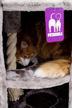 Petrebels Superdome 120 Krabton Voor Katten - Cappuccino - 49 X 49 X 120 Cm 14 Petrebels Superdome 120 Krabton Voor Katten - Cappuccino - 49 X 49 X 120 Cm -Huisdierbenodigdheden 800x1200 78