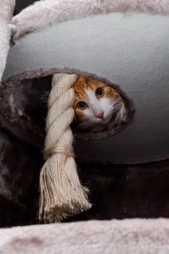 Petrebels Superdome 120 Krabton Voor Katten - Cappuccino - 49 X 49 X 120 Cm 15 Petrebels Superdome 120 Krabton Voor Katten - Cappuccino - 49 X 49 X 120 Cm -Huisdierbenodigdheden 800x1200 79