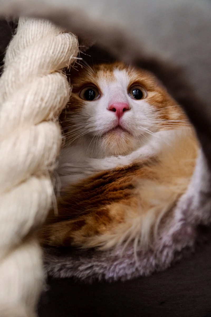 Petrebels Superdome 120 Krabton Voor Katten - Cappuccino - 49 X 49 X 120 Cm 11 Petrebels Superdome 120 Krabton Voor Katten - Cappuccino - 49 X 49 X 120 Cm - Afbeelding 11