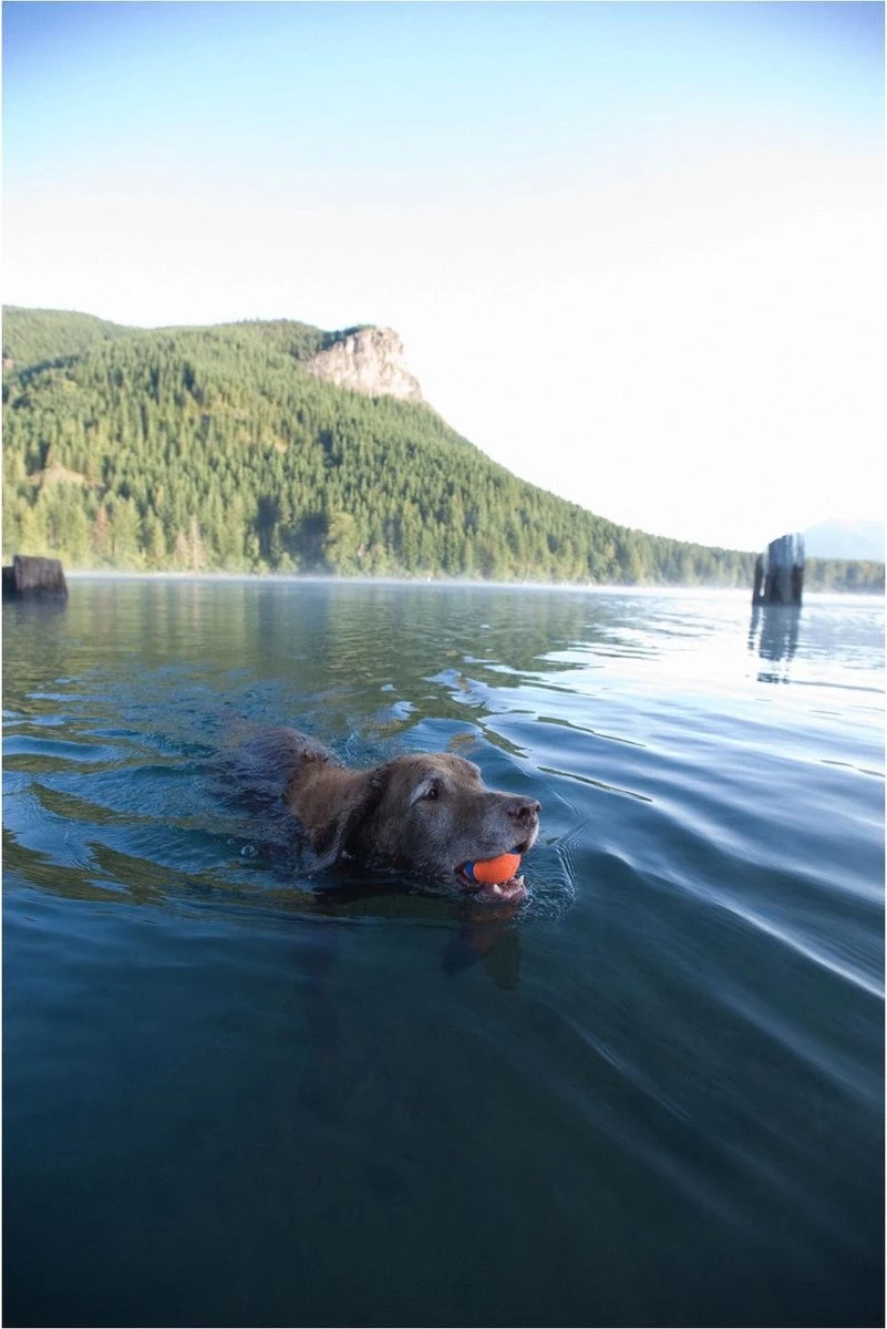 Chuckit! Ultra Bal - L - 7 Cm 7 Chuckit! Ultra Bal - L - 7 Cm - Afbeelding 7