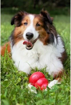 Kong Kauwbot - Hondenspeelgoed - Rood - L 23 Kong Kauwbot - Hondenspeelgoed - Rood - L -Huisdierbenodigdheden 810x1200 4