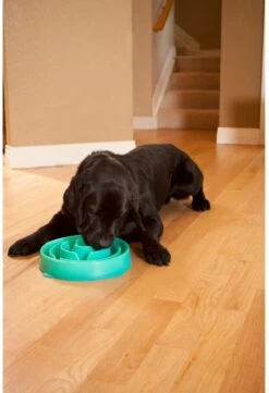 Anti Schrok Voerbak - Lichtblauw - Ø 28 Cm 27 Anti Schrok Voerbak - Lichtblauw - Ø 28 Cm -Huisdierbenodigdheden 820x1200 2