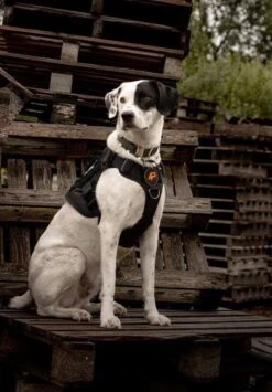 Always Prepared © Pro K9 Hondentuig - Anti Trek - Y Tuig - Middel En Grote Hond - Veiligheidstuig -Huisdierbenodigdheden 835x1200 2