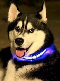 Honden Halsband Led Verlichting – Reflecterende Hals Band - Reflective Dog Collar Led Lights -Huisdierbenodigdheden 892x1200 2