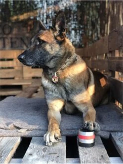 RelaxoPet Pro Dog – Dieren Antistressmiddel – Anti-stress Hond – Ontspanningsmuziek – Ontspanning Voor Hond -Huisdierbenodigdheden 898x1200 4