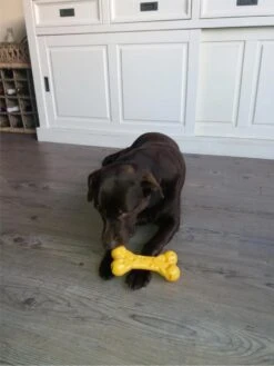 Nylabone Durable Cheese Bone - M -Huisdierbenodigdheden 900x1200 35