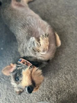 Halsband Hond Van Leer - Maat XS - 23 Cm T/m 33 Cm Verstelbaar - Bruin Met Patroon -Huisdierbenodigdheden 900x1200 48