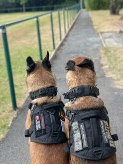 Always Prepared © Pro K9 Halsband Hond - Hals 35-55 CM - Hondenhalsband - Geschikt Voor Iedere Hondenriem - Voor Middel En Grote Honden - Best Getest 2022 - 450KG Anti Trek Test - One Size Black