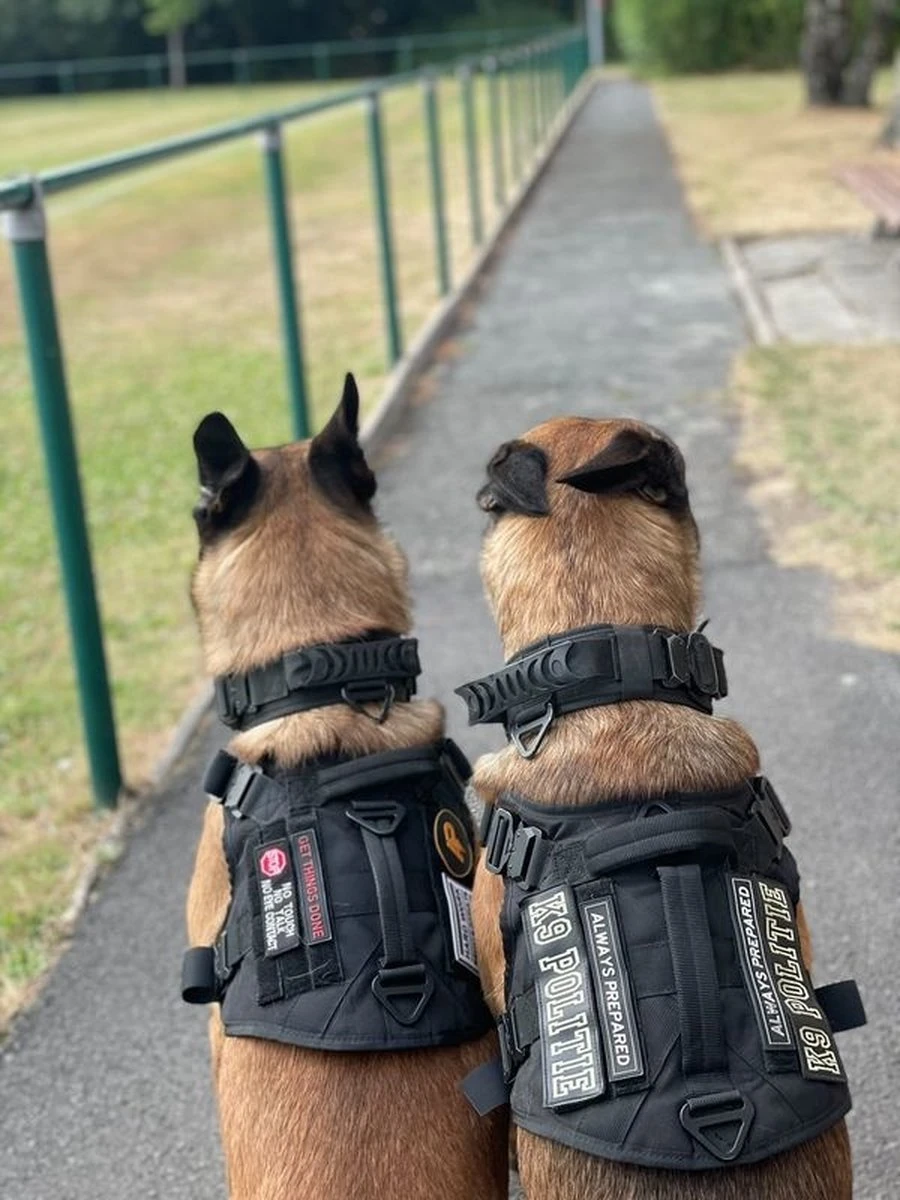 Always Prepared © Pro K9 Halsband Hond - Hals 35-55 CM - Hondenhalsband - Geschikt Voor Iedere Hondenriem - Voor Middel En Grote Honden - Best Getest 2022 - 450KG Anti Trek Test - One Size Black 1 Always Prepared © Pro K9 Halsband Hond - Hals 35-55 CM - Hondenhalsband - Geschikt Voor Iedere Hondenriem - Voor Middel En Grote Honden - Best Getest 2022 - 450KG Anti Trek Test - One Size Black