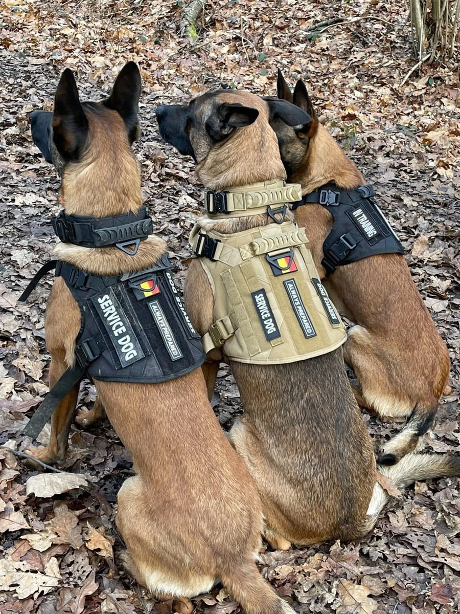 Always Prepared © Pro K9 Halsband Hond - Hals 35-55 CM - Hondenhalsband - Geschikt Voor Iedere Hondenriem - Voor Middel En Grote Honden - Best Getest 2022 - 450KG Anti Trek Test - One Size Black 5 Always Prepared © Pro K9 Halsband Hond - Hals 35-55 CM - Hondenhalsband - Geschikt Voor Iedere Hondenriem - Voor Middel En Grote Honden - Best Getest 2022 - 450KG Anti Trek Test - One Size Black - Afbeelding 5