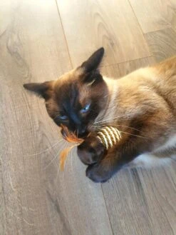 Make Life Beautiful® - Kattenspeeltjes Set - 7-delig - Kattenspeelgoed - Kattenhengel - Speelmuisjes - Kattenspeelgoed Set -Huisdierbenodigdheden 900x1200 71