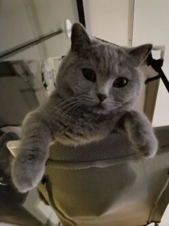 Cas & Lux Relaxerende Hangmat Voor Katten - Inclusief 2 Niveau's Met Sterke 30kg Draagkracht - Kattenhangmat - Kattenhangmat Raam – Kattenmand - Kattenhuis - Kattenkussen - Hangmat Kat - Kattenbed -Huisdierbenodigdheden 900x1200 74