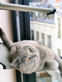 Cas & Lux Relaxerende Hangmat Voor Katten - Inclusief 2 Niveau's Met Sterke 30kg Draagkracht - Kattenhangmat - Kattenhangmat Raam – Kattenmand - Kattenhuis - Kattenkussen - Hangmat Kat - Kattenbed -Huisdierbenodigdheden 900x1200 75