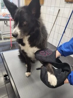 N4dogs – Hondenhanddoek – Honden Handdoek – Microvezel Handdoek – Handdoek Hond – Droogdoek Hond – Dierendeken – Sterk Absorberend – Handdoek Met Zakken - Zwart - 66 X 23 Cm -Huisdierbenodigdheden 900x1200 9