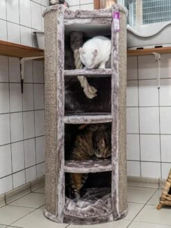 Petrebels Superdome 120 Krabton Voor Katten - Cappuccino - 49 X 49 X 120 Cm 17 Petrebels Superdome 120 Krabton Voor Katten - Cappuccino - 49 X 49 X 120 Cm -Huisdierbenodigdheden 900x1200 93