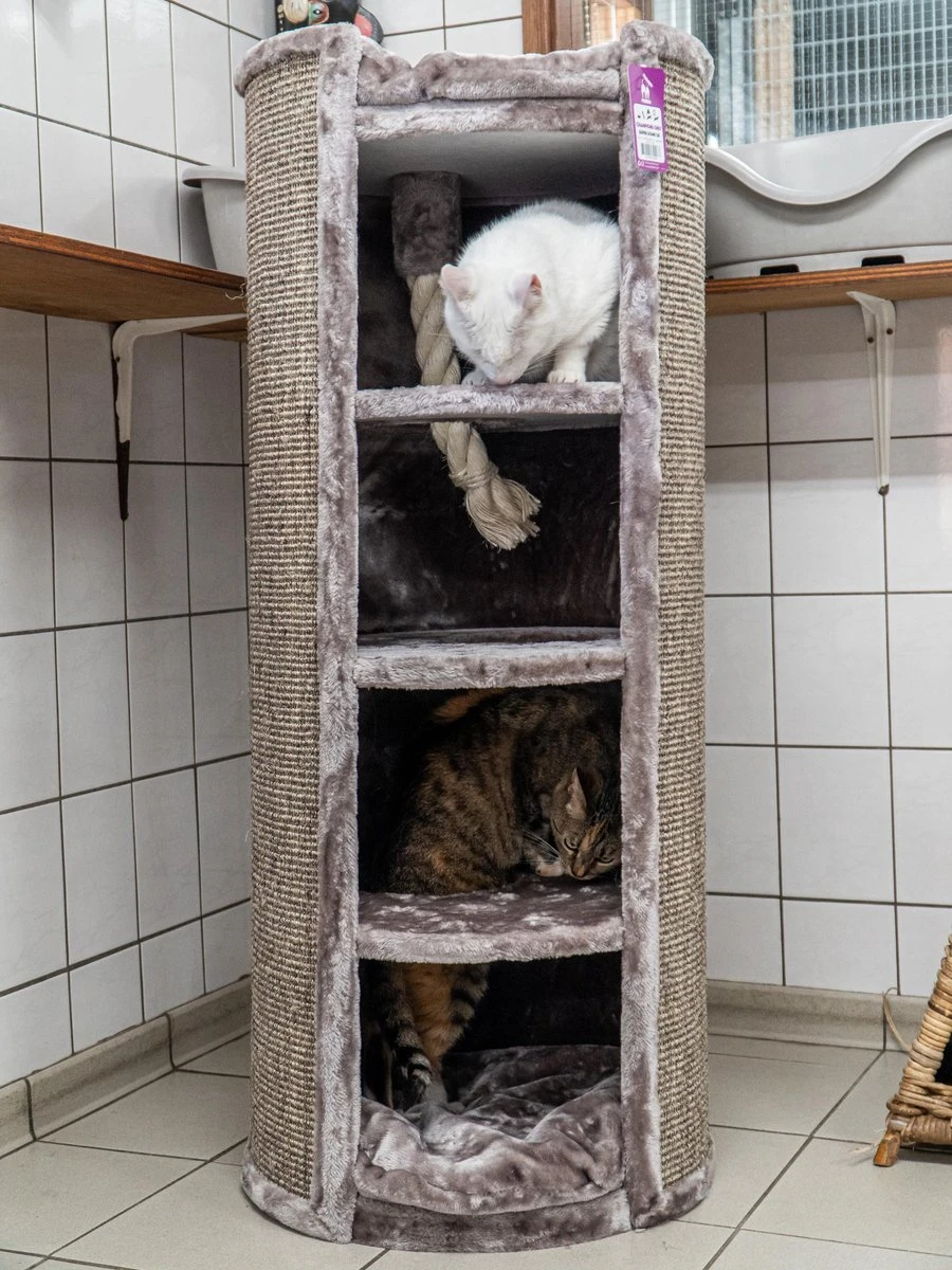 Petrebels Superdome 120 Krabton Voor Katten - Cappuccino - 49 X 49 X 120 Cm 6 Petrebels Superdome 120 Krabton Voor Katten - Cappuccino - 49 X 49 X 120 Cm - Afbeelding 6