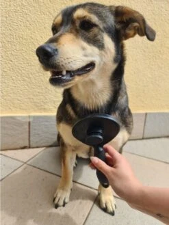 Purlov Zelfreinigende Kattenborstel En Hondenborstel - Haarverwijderaar Voor Huisdieren - Hondenborstel -Hondenhaar Kattenhaar Verwijderaar -Huisdierbenodigdheden 901x1200 1