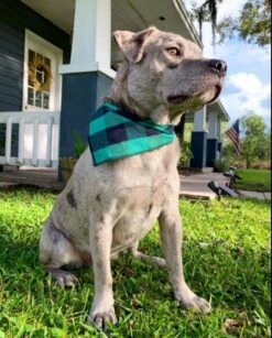 Honden Bandana - 4 Verschillende Kleuren - 4 Stuks In 1 Verpakking -Hond Halsband Zakdoek - Honden Slabber - Halsdoek Voor Dieren - Grote Honden Bandana - Honden Halsband Sjaal - Zwart Blauw Rood Groen - -Huisdierbenodigdheden 966x1200 7