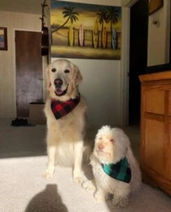 Honden Bandana - 4 Verschillende Kleuren - 4 Stuks In 1 Verpakking -Hond Halsband Zakdoek - Honden Slabber - Halsdoek Voor Dieren - Grote Honden Bandana - Honden Halsband Sjaal - Zwart Blauw Rood Groen - -Huisdierbenodigdheden 969x1200 4