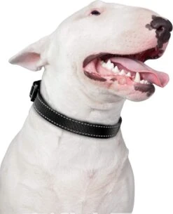 Halsband Hond - Reflecterend - Zwart - Maat M - Oersterk - Waterdicht - Hondenhalsband - Geschikt Voor Iedere Hondenriem - Voor Middelgrote Honden -Huisdierbenodigdheden 972x1200 4