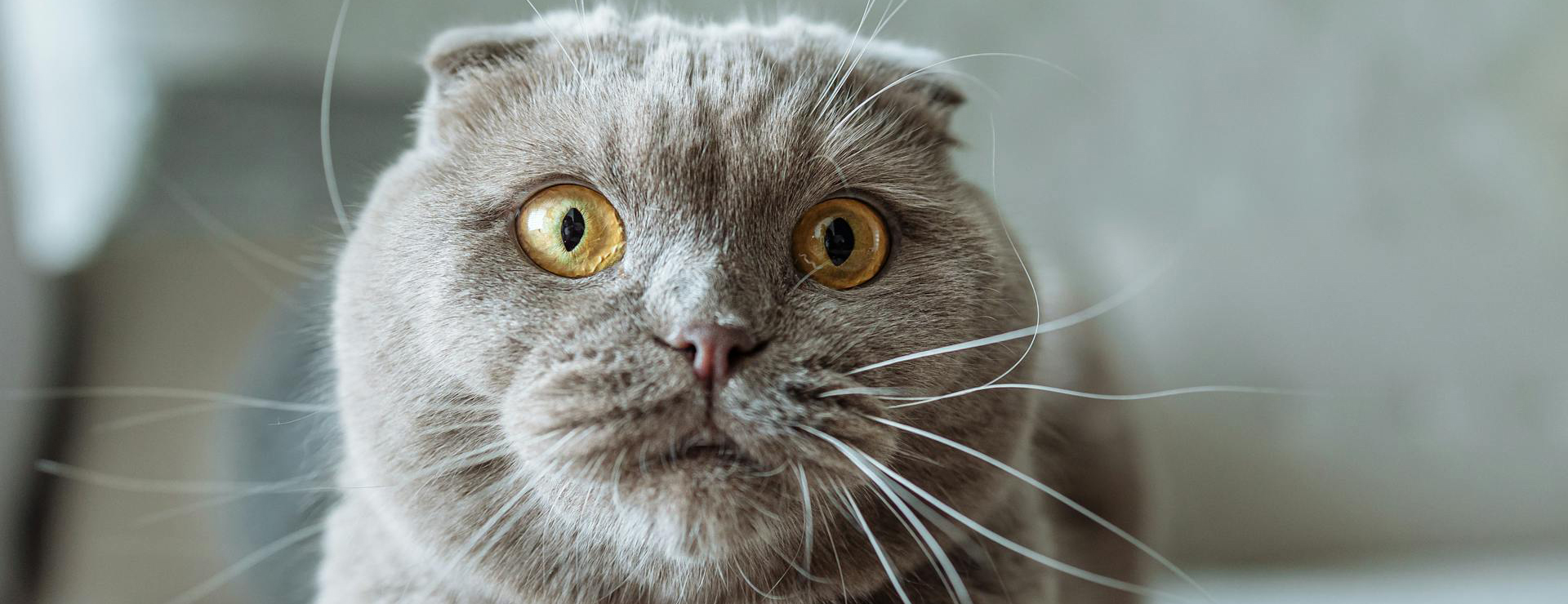 Huisdierbenodigdheden -Huisdierbenodigdheden pexels thirdman 8942607