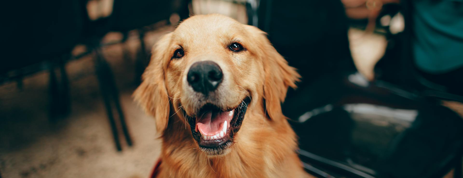 Huisdierbenodigdheden -Huisdierbenodigdheden pexels wildlittlethingsphoto 2253275